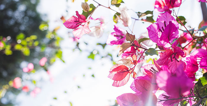 Primavera aprile
