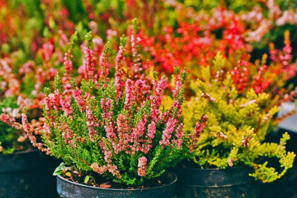 festa-dei-fiori