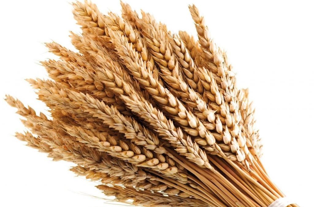 Festa-delle-spighe