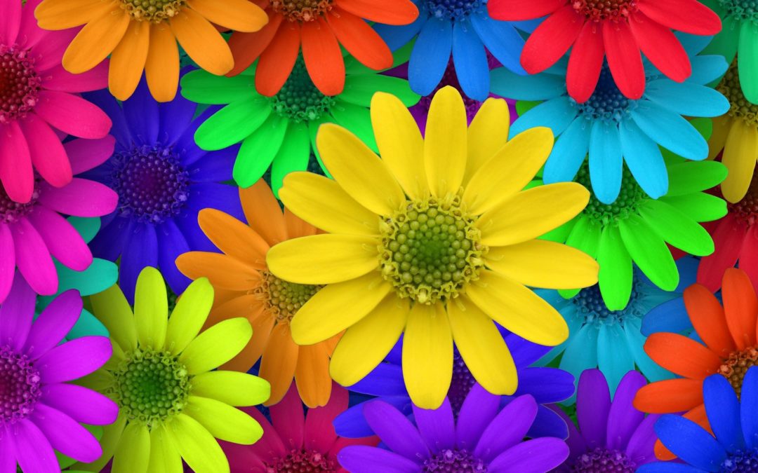 Olivacci in fiore