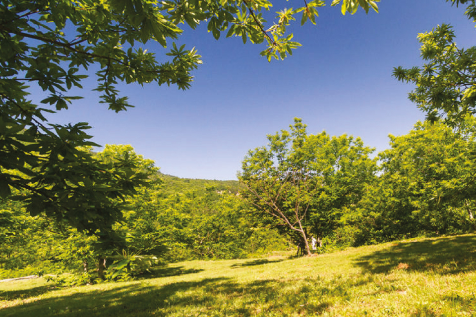 Il risveglio del bosco
