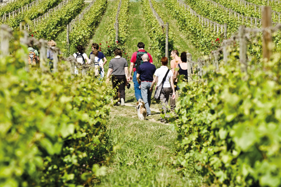 winetrekking sulle colline di moglio