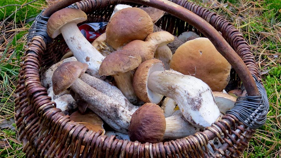 Appennino, Riparte in Sicurezza la Stagione della Raccolta Funghi