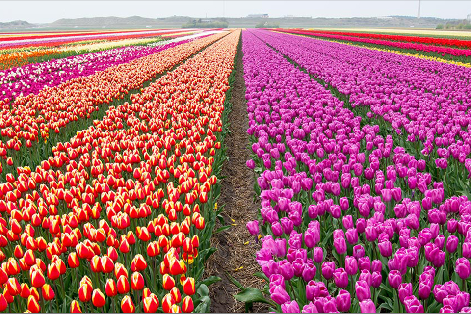 TuliPark, il vivaio in stile olandese