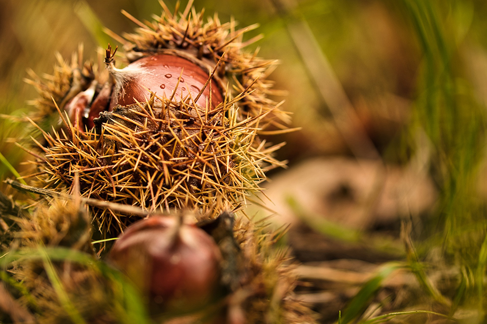 I Sapori del Nostro Appennino