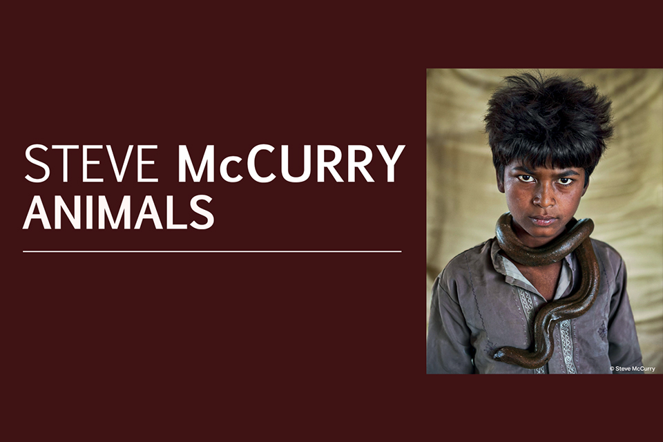 Steve McCurry: Animals. Mostra al Palazzo Belloni