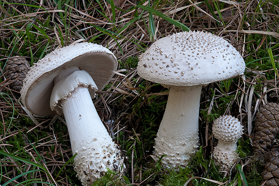 Alberi, boschi e funghi del nostro territorio
